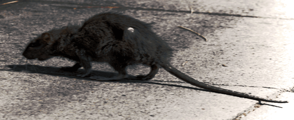 deratyzacja przepisy