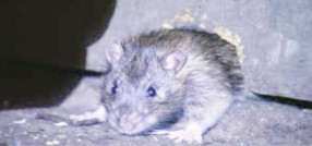 deratyzacja przepisy prawa