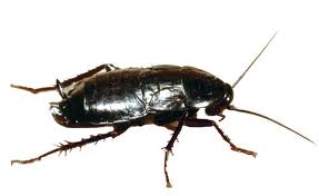 Karaczan wschodni