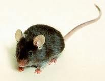 Mysz domowa